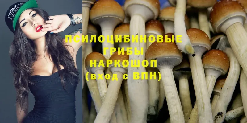 Псилоцибиновые грибы Psilocybine cubensis  продажа наркотиков  Осташков 